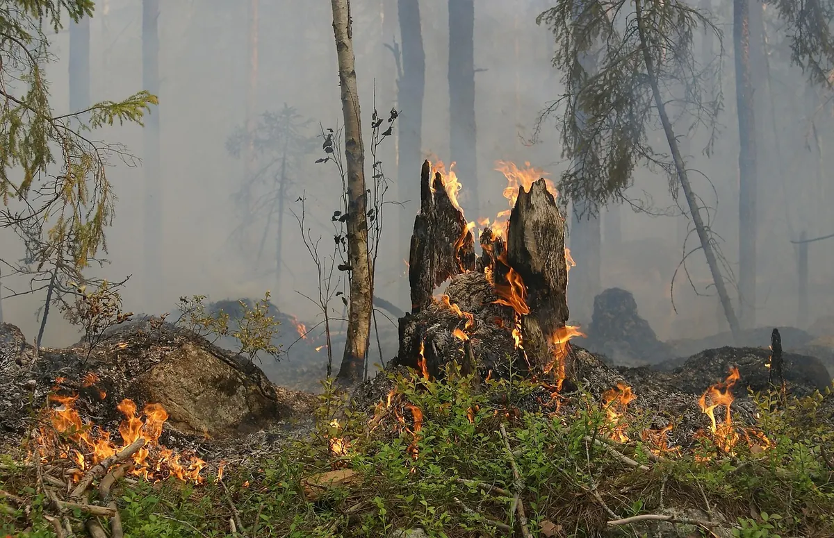 Controlled Burning on Heathlands: Why, When, and How It Works