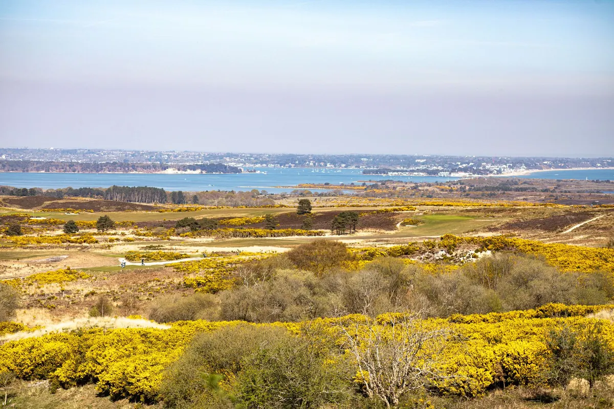 How to Identify Common Heathland Plants: A Beginner's Guide to Heather, Gorse, and Bracken